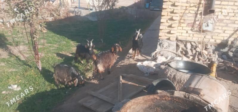 Owlaklar - Чарджоу - img 2