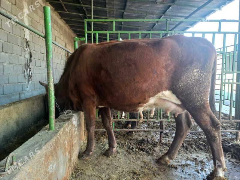 гололи сыгыр - Бахарден - img 3