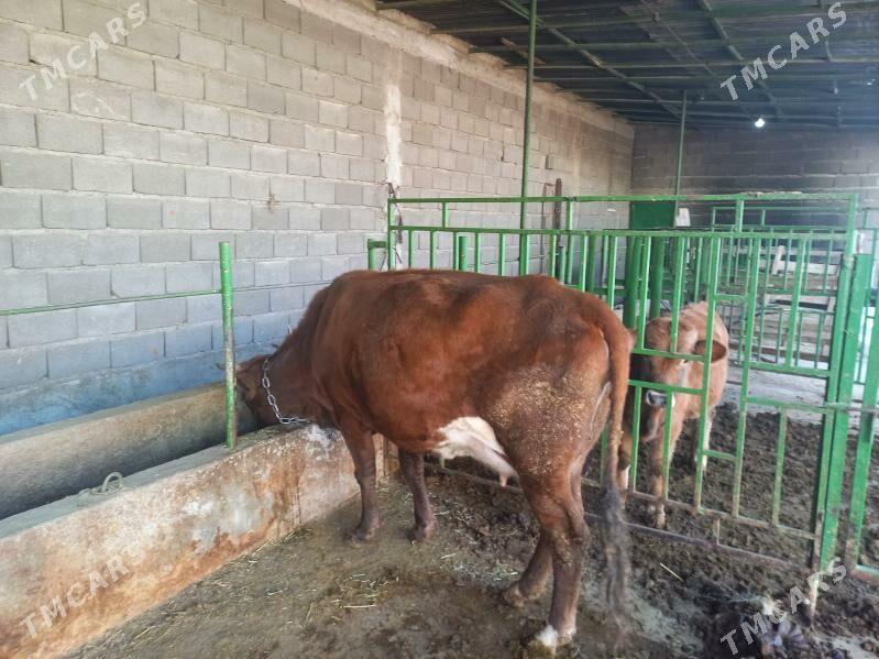 гололи сыгыр - Бахарден - img 2