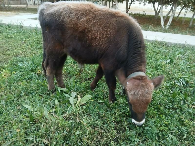 tohum okuz - Bäherden - img 2