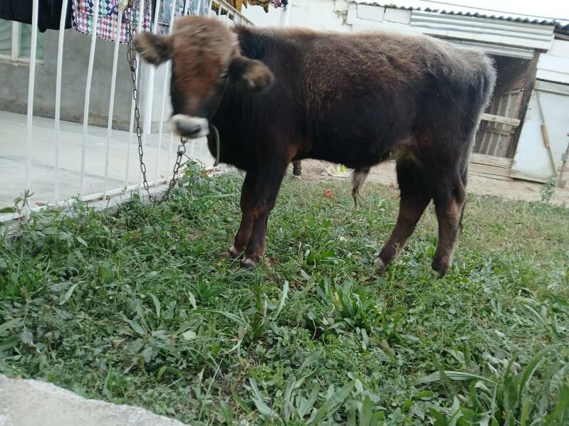 tohum okuz - Bäherden - img 1