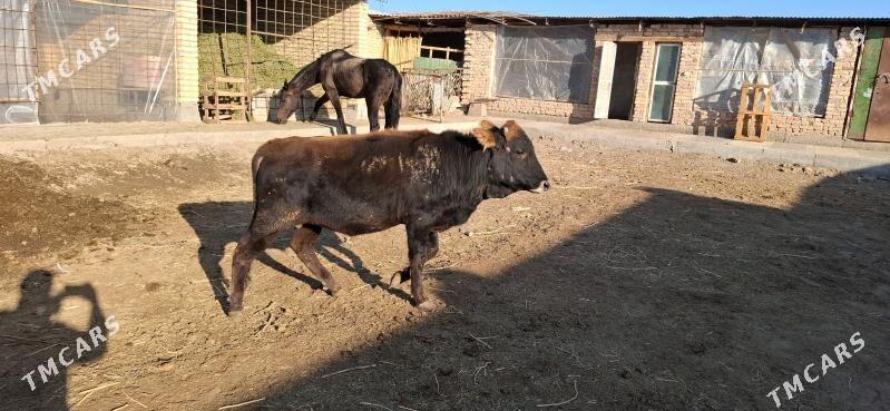 ÖKÜZ 1 yaş - Türkmenabat - img 5