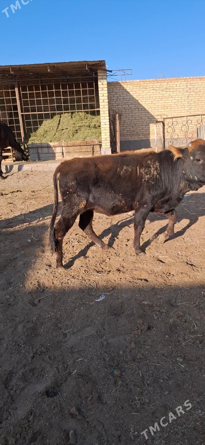 ÖKÜZ 1 yaş - Türkmenabat - img 6