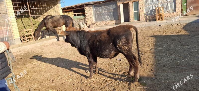 ÖKÜZ 1 yaş - Türkmenabat - img 3