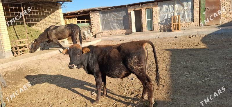 ÖKÜZ 1 yaş - Türkmenabat - img 4