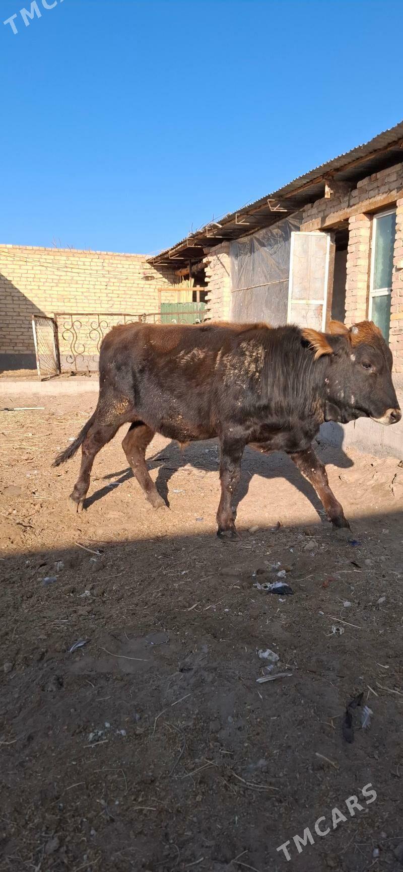 ÖKÜZ 1 yaş - Türkmenabat - img 2