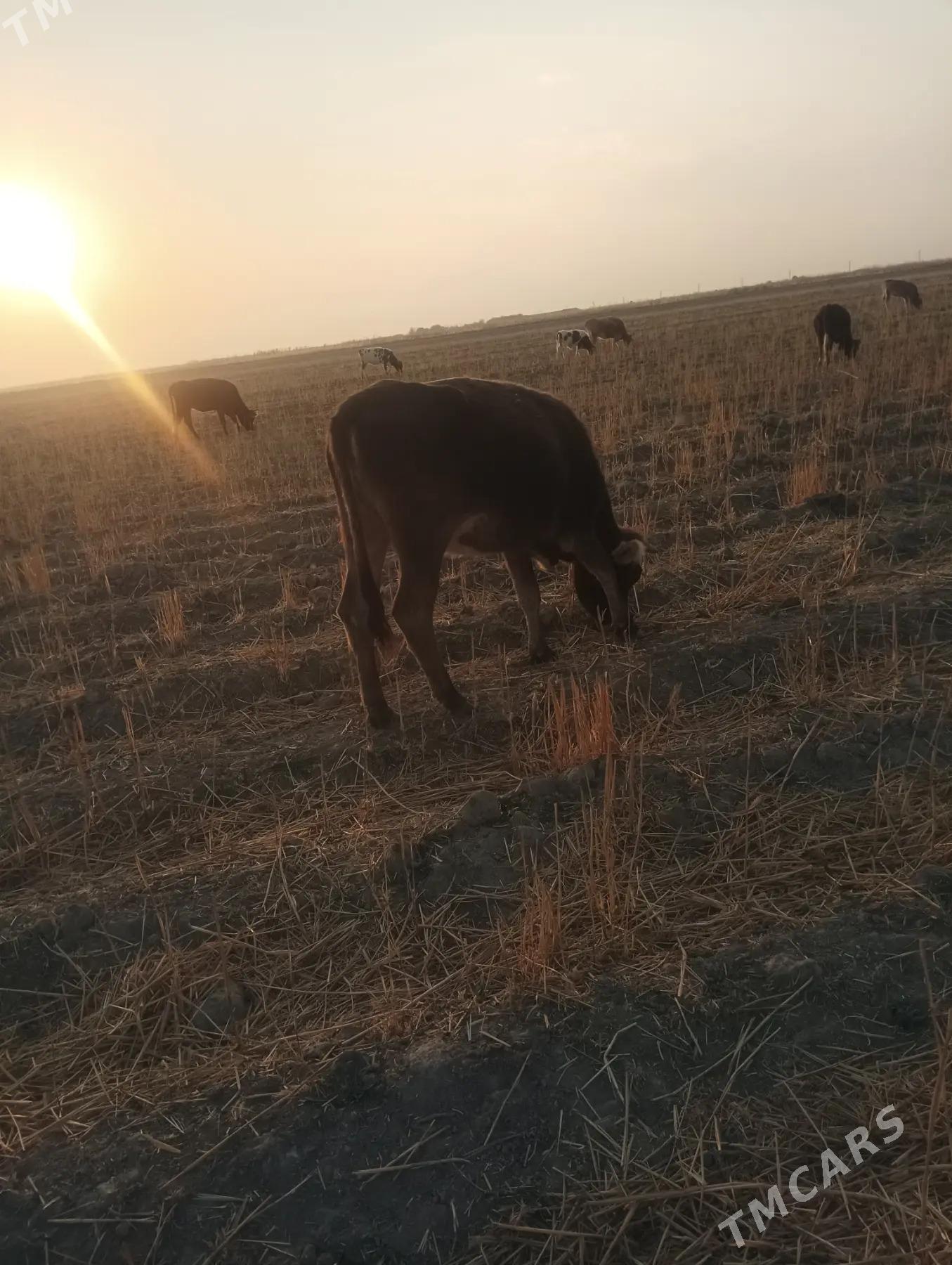 богаз сыгыр 3 саны - Бахарден - img 3