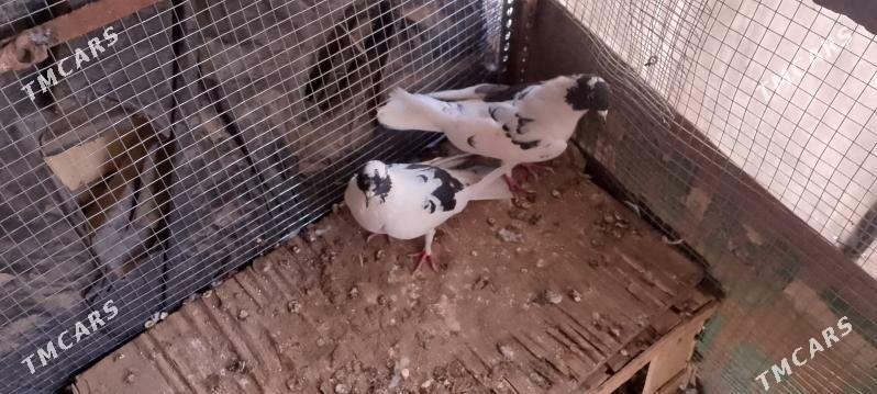 kepderi - Сакарчага - img 1