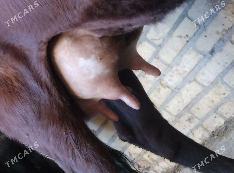 аргинал бурлат голели сыгыр - Чарджоу - img 3