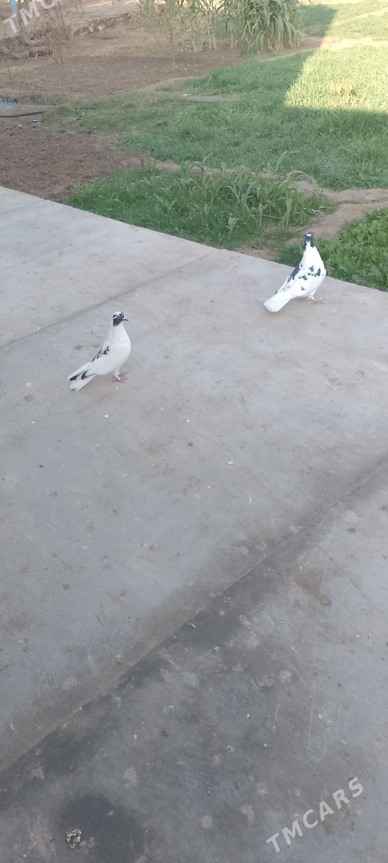 kepderi - Сакарчага - img 4