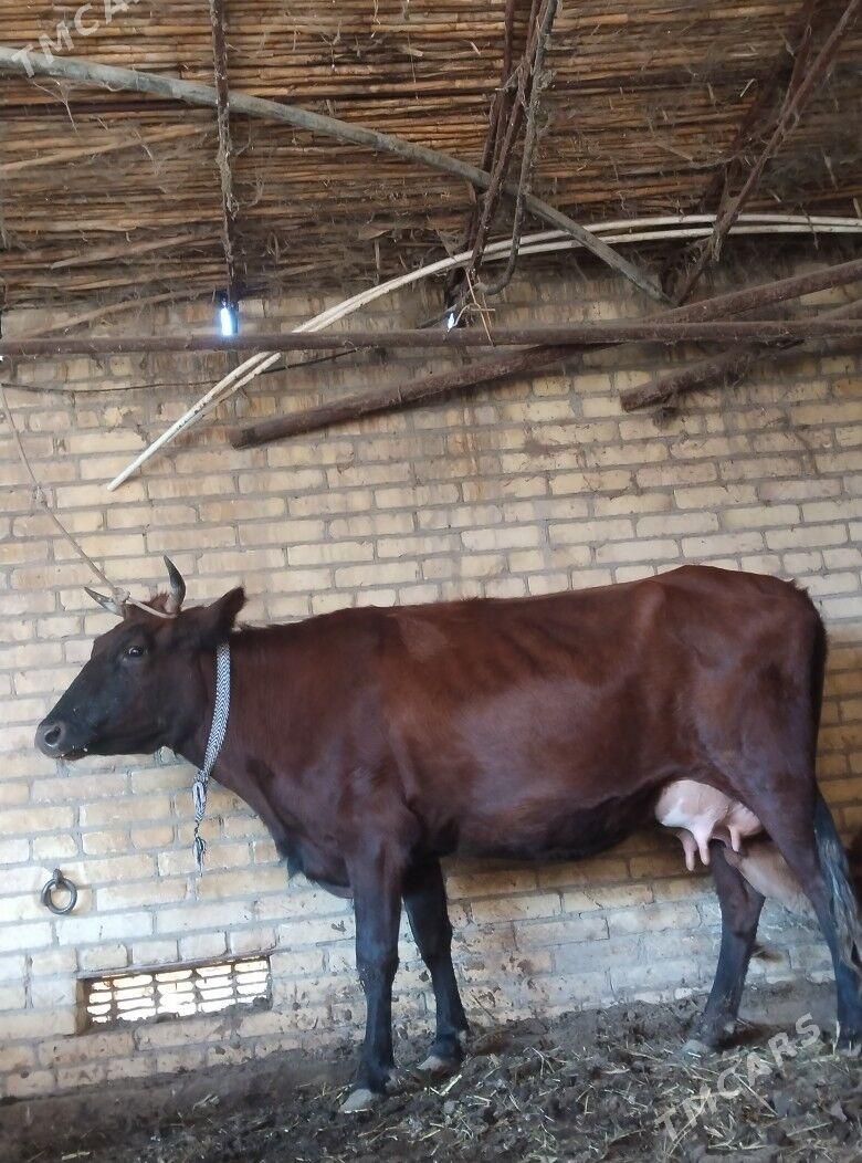 аргинал бурлат голели сыгыр - Чарджоу - img 4