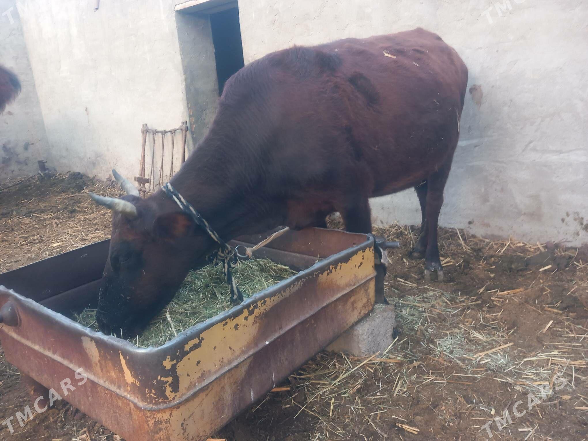 bogoz.goleli sygyr.gulajyn - Мары - img 4