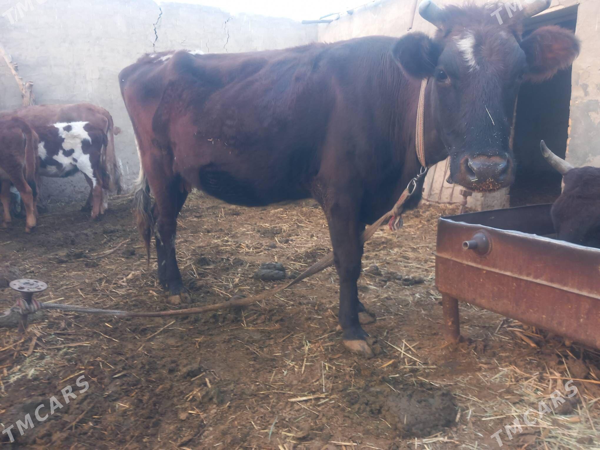 bogoz.goleli sygyr.gulajyn - Мары - img 2