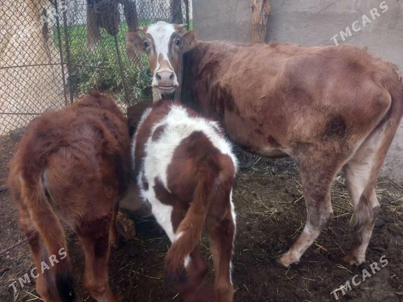 bogoz.goleli sygyr.gulajyn - Мары - img 7