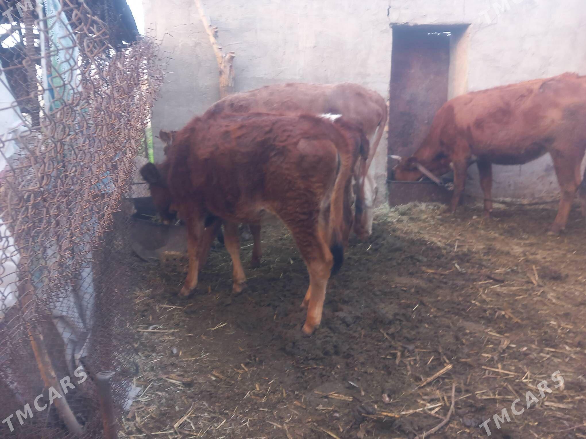 bogoz.goleli sygyr.gulajyn - Мары - img 8