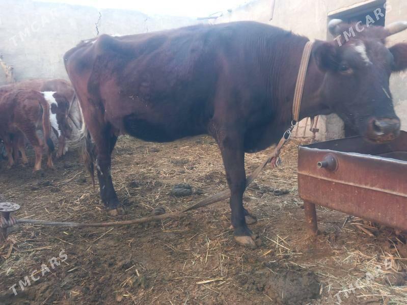 bogoz.goleli sygyr.gulajyn - Мары - img 3