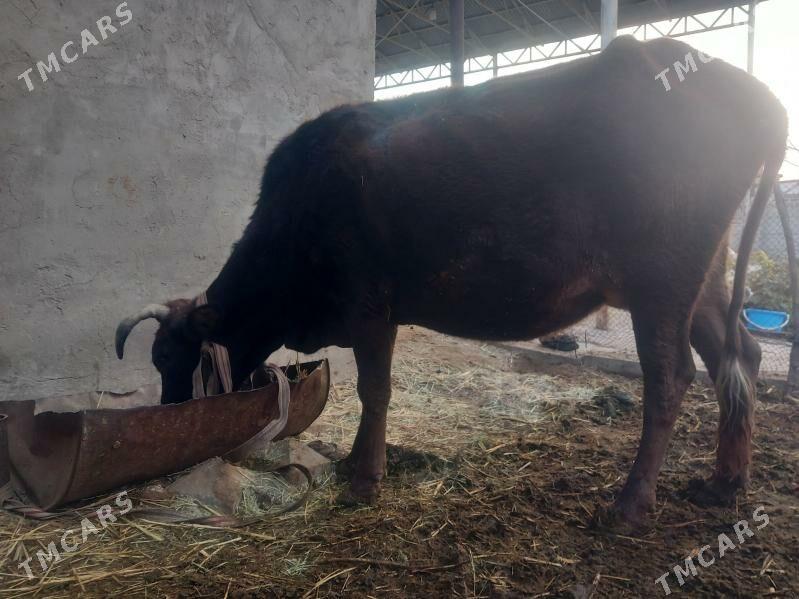 bogoz.goleli sygyr.gulajyn - Мары - img 5