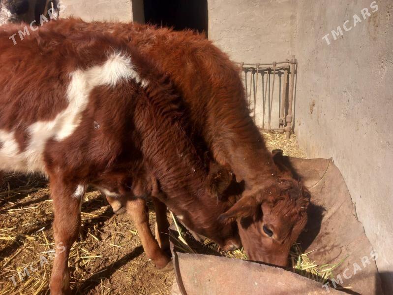 bogoz.goleli sygyr.gulajyn - Мары - img 9