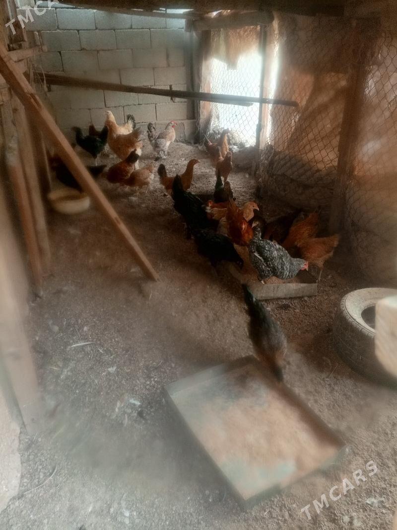 jersi we Türkmen towuklar. - Bagyr - img 1