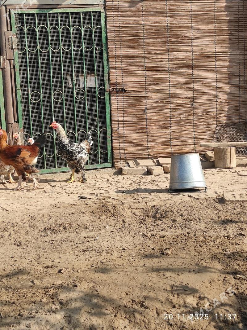 jüje horaz - Сакарчага - img 3