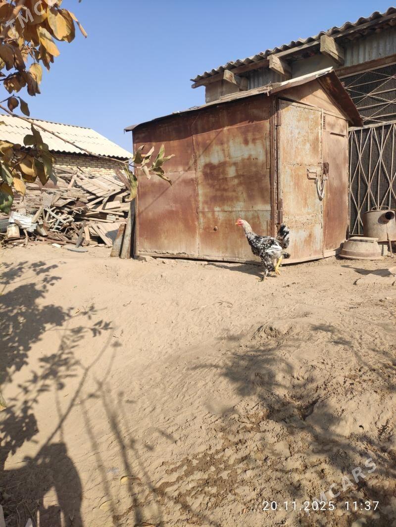 jüje horaz - Сакарчага - img 2