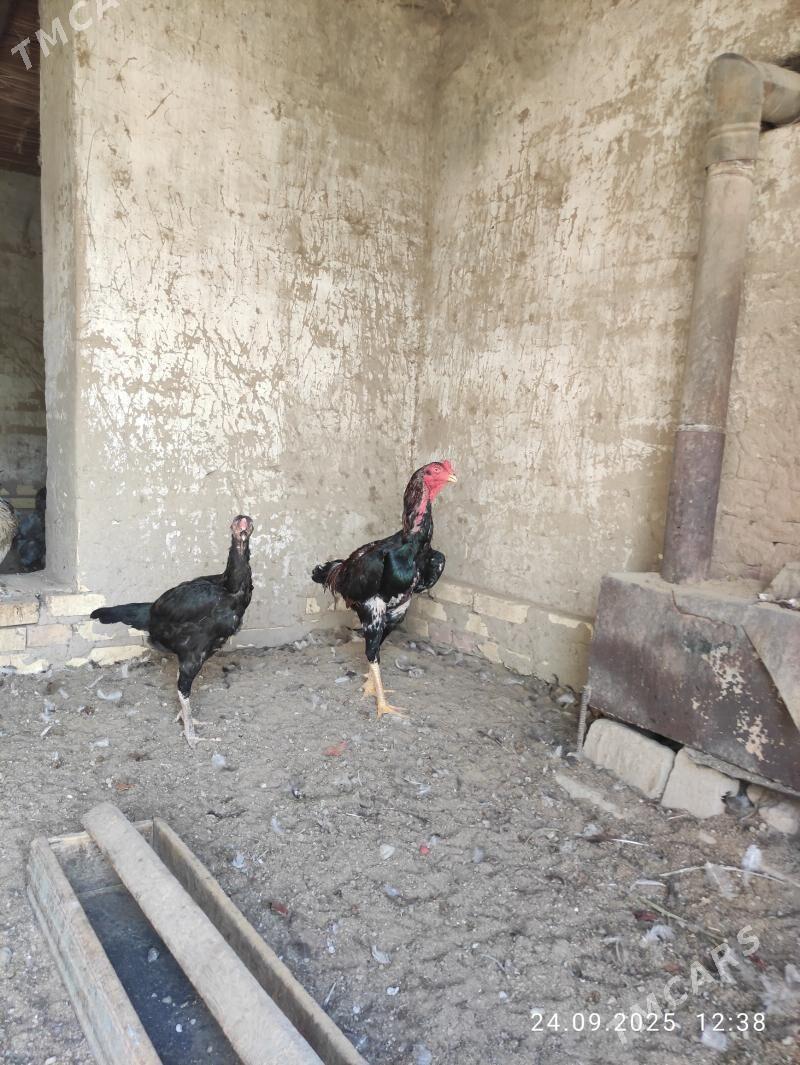 paroda jüje - Сакарчага - img 4