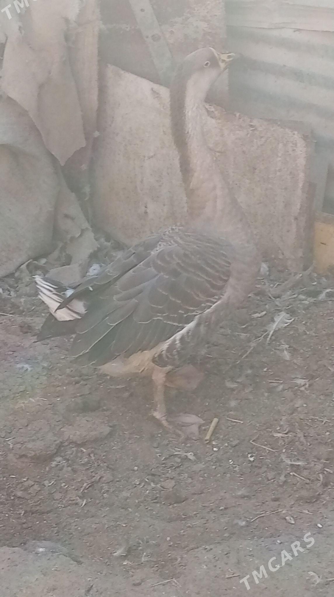 газ - Туркменабат - img 2