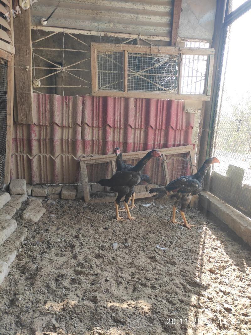 paroda jüje - Сакарчага - img 1