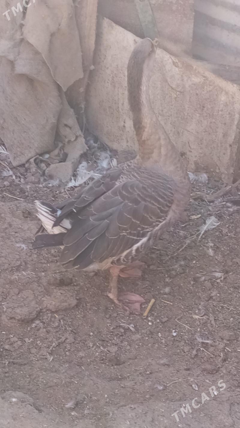 газ - Туркменабат - img 1