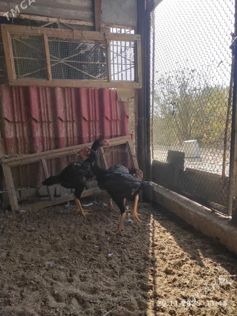 paroda jüje - Сакарчага - img 3