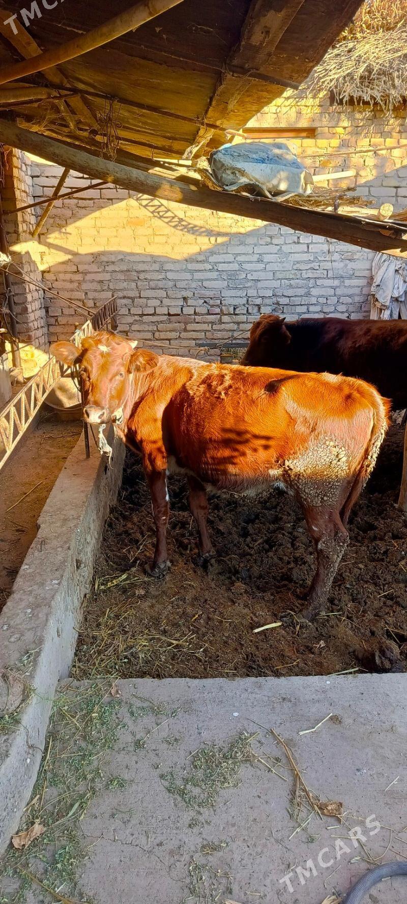 unajyn - Türkmenabat - img 3