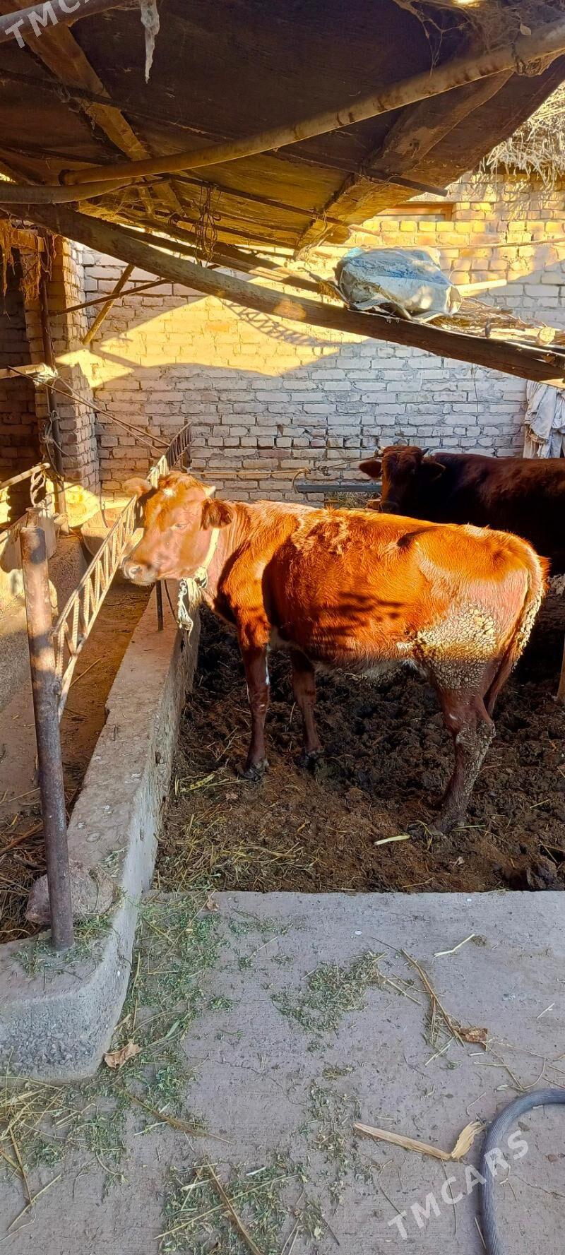 unajyn - Türkmenabat - img 2