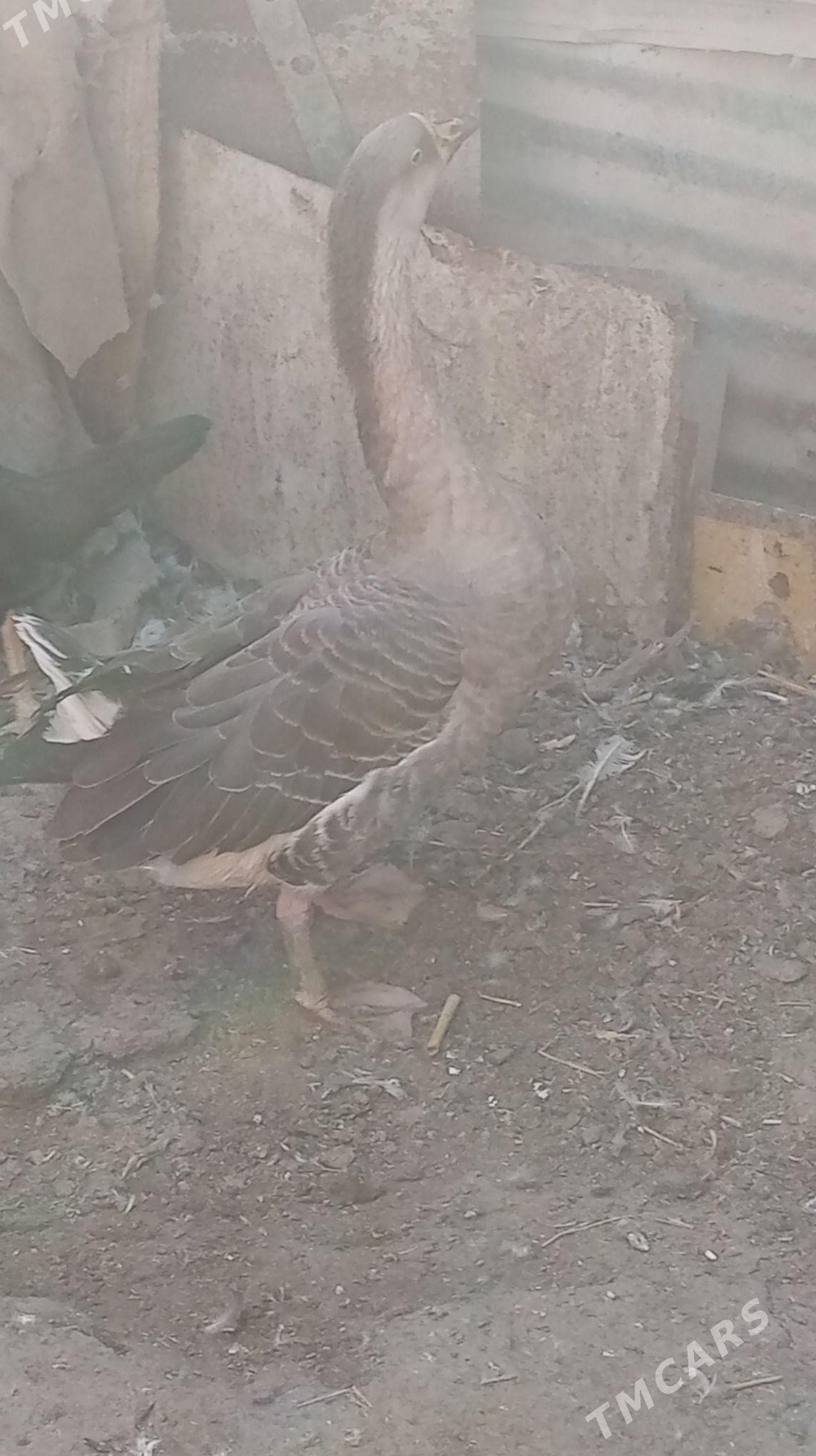 газ - Туркменабат - img 3