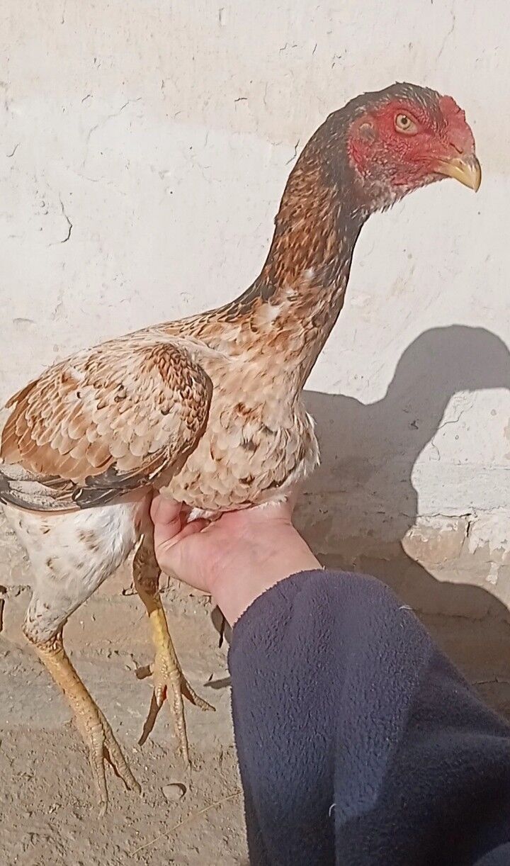 towuk baysow Mäki - Дашогуз - img 3