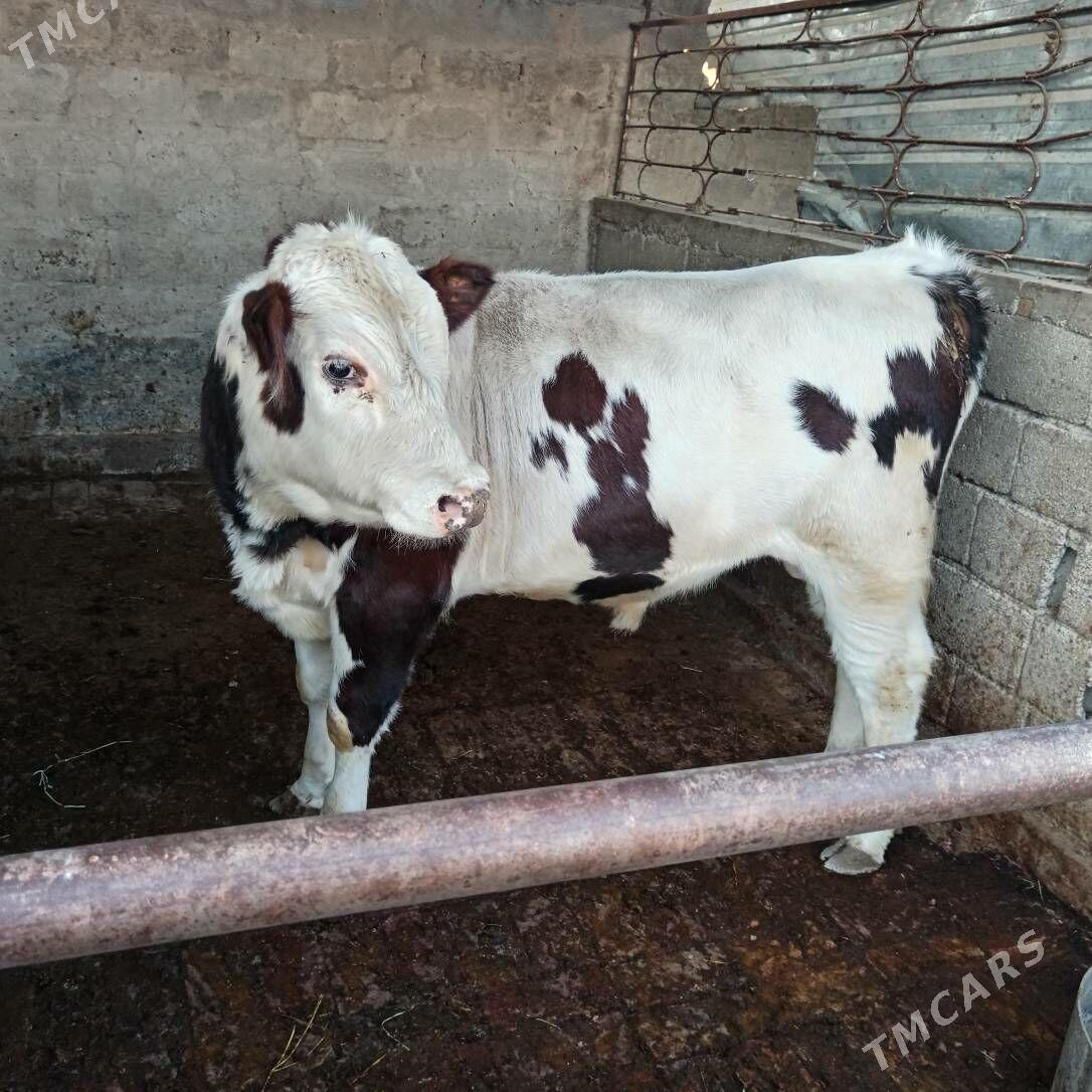 okuz - Aşgabat - img 3