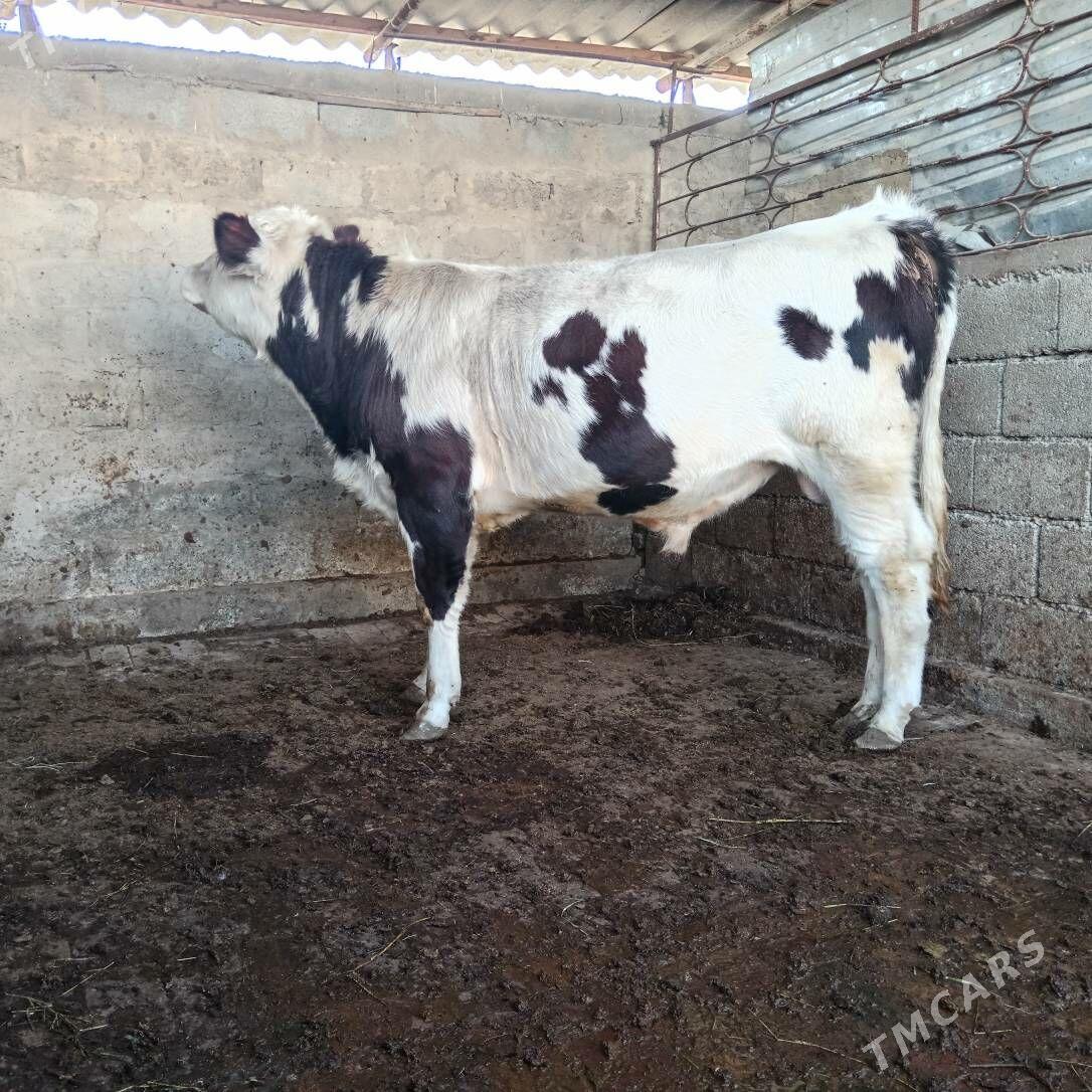 okuz - Aşgabat - img 2