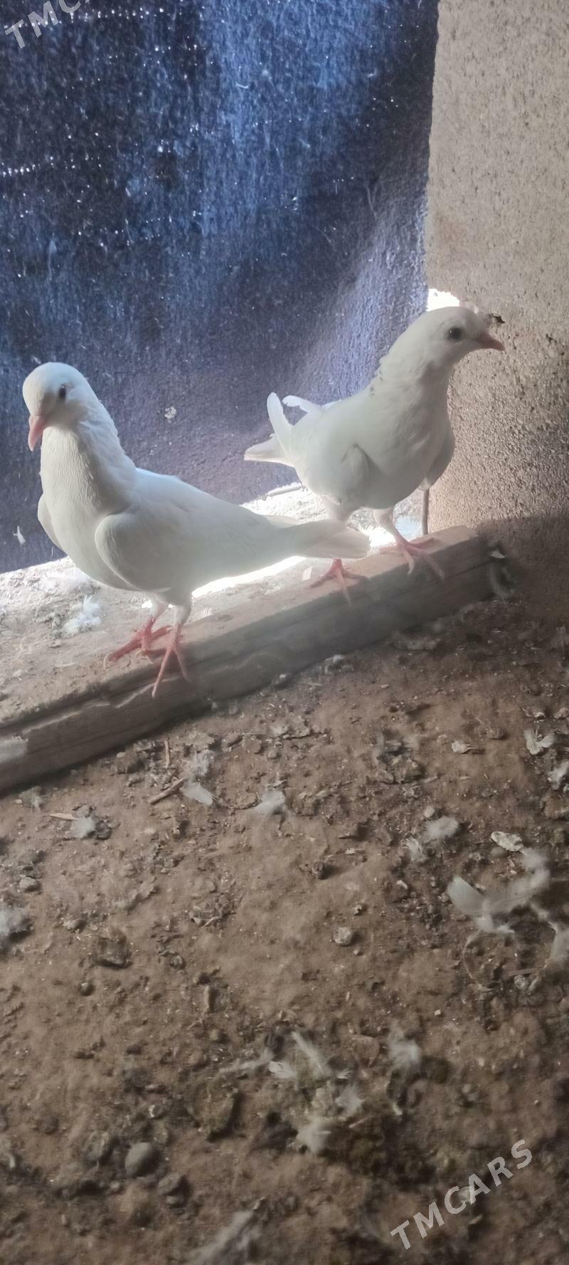 kepderi - Гызыларбат - img 3