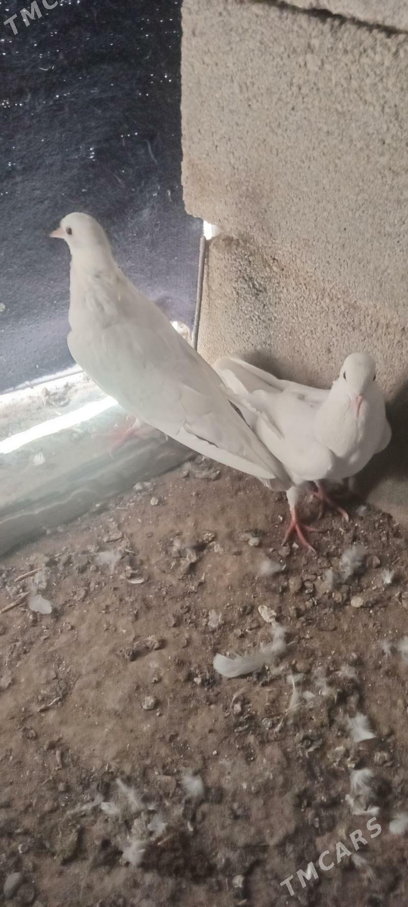 kepderi - Гызыларбат - img 2