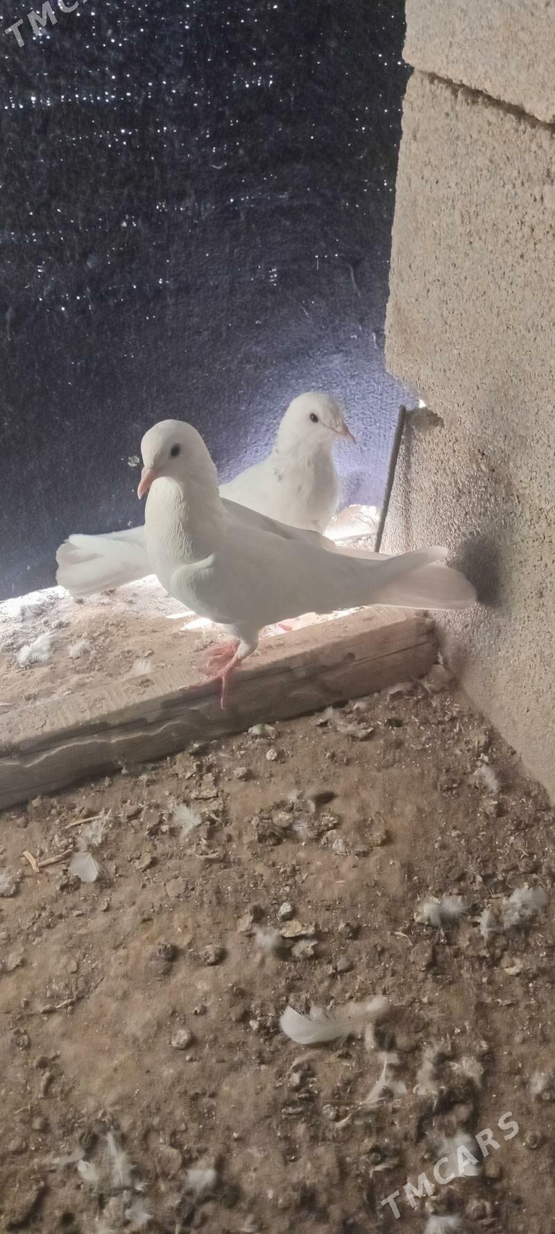 kepderi - Гызыларбат - img 1