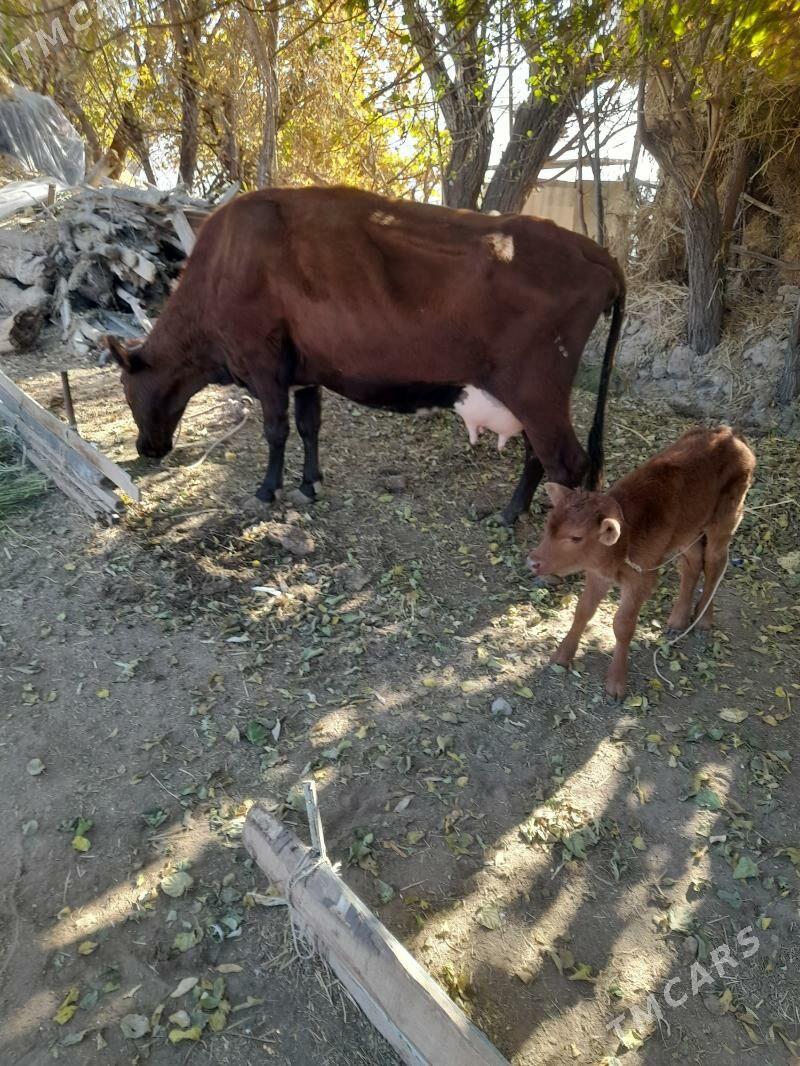 хожекли сыгыр - Türkmenabat - img 2