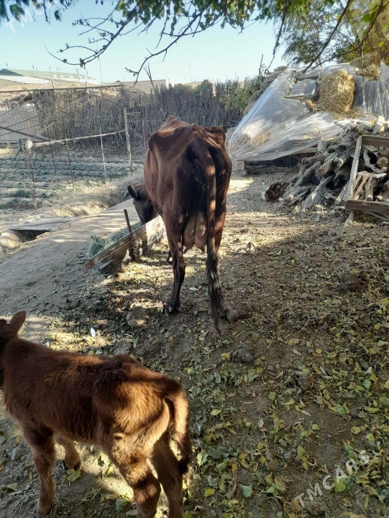 хожекли сыгыр - Türkmenabat - img 1