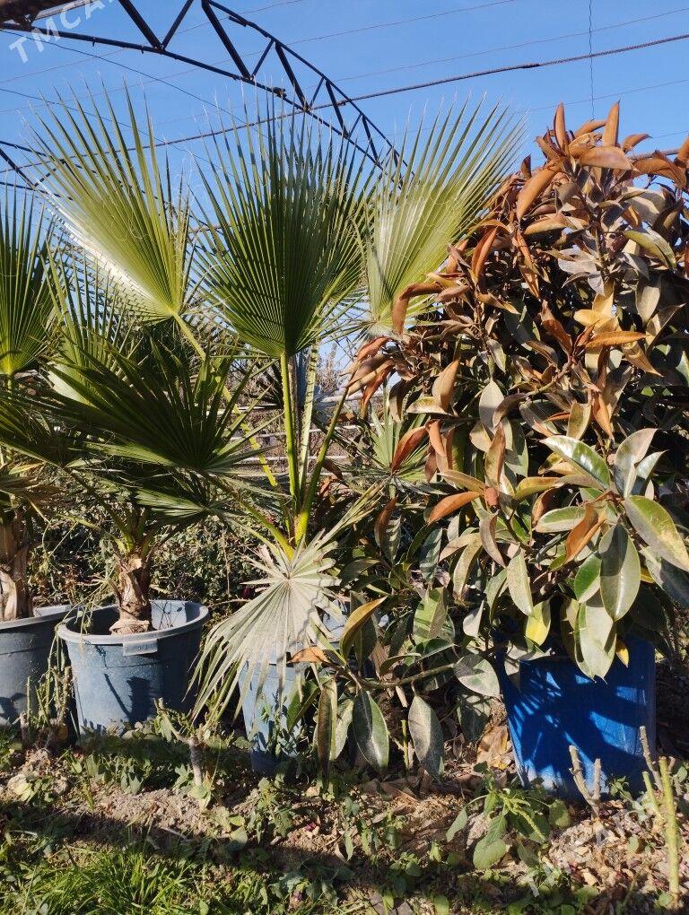 пальма - Türkmenabat - img 3