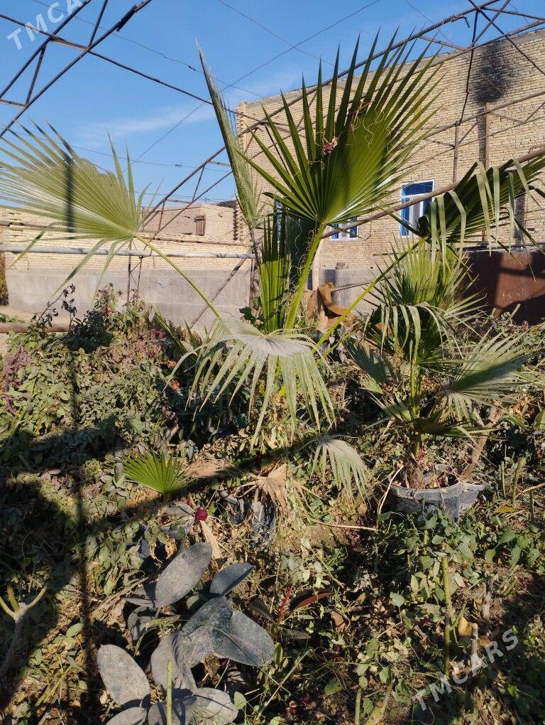 пальма - Türkmenabat - img 4