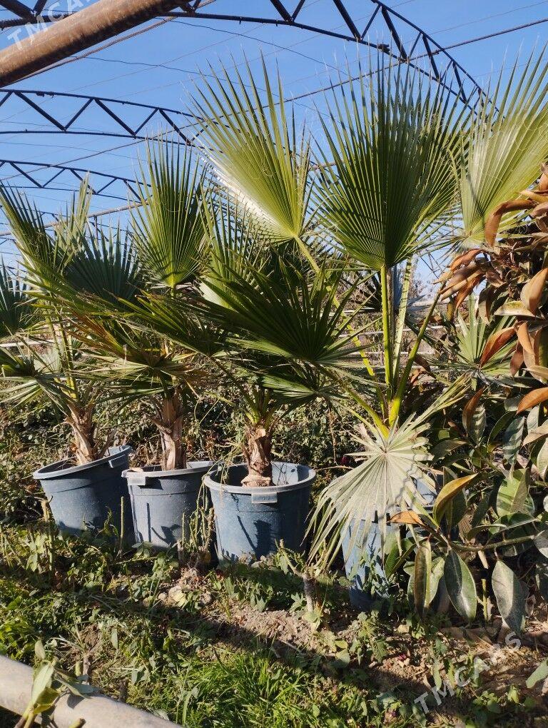 пальма - Türkmenabat - img 1