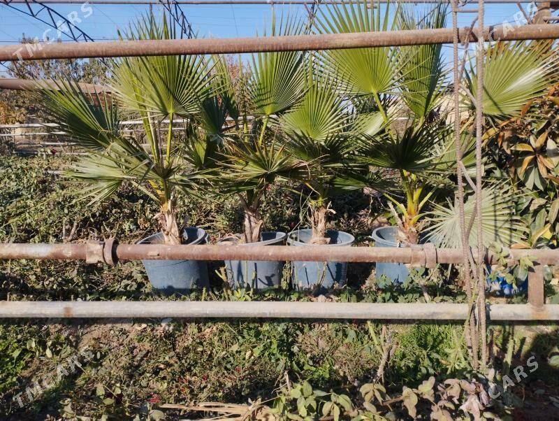 пальма - Türkmenabat - img 2