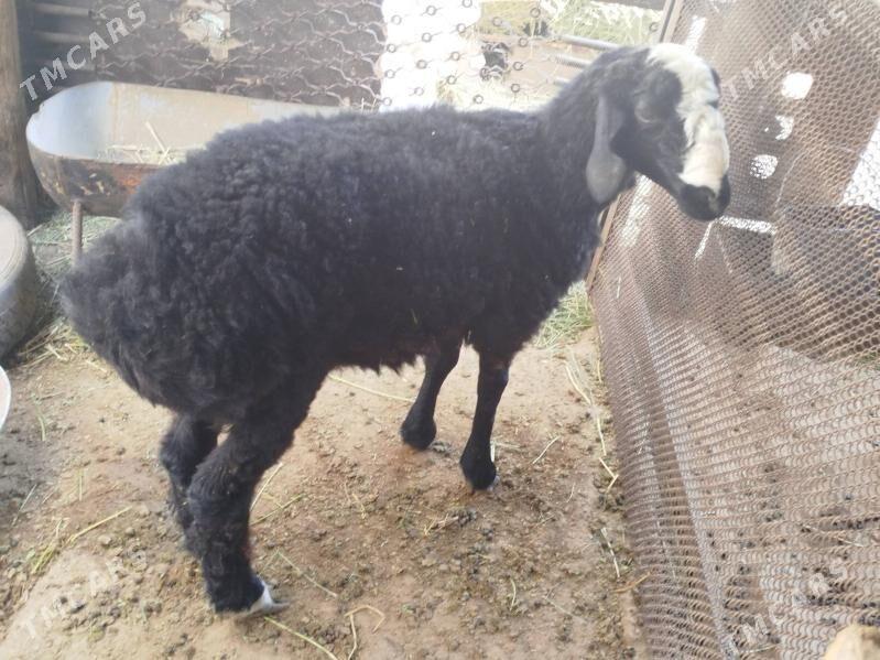 tokly goýun - Анев - img 2