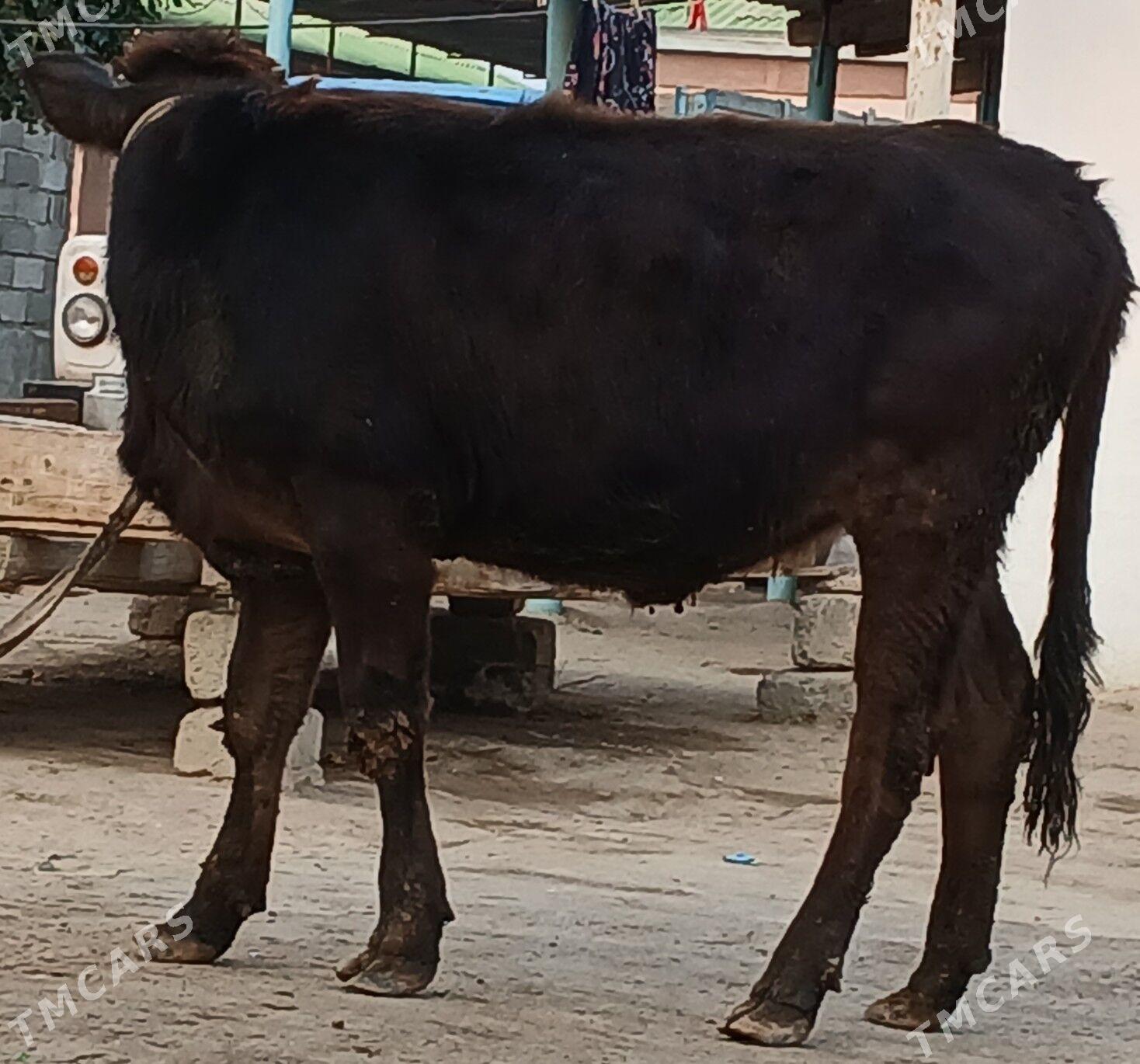 tüwe - Büzmeýin - img 2