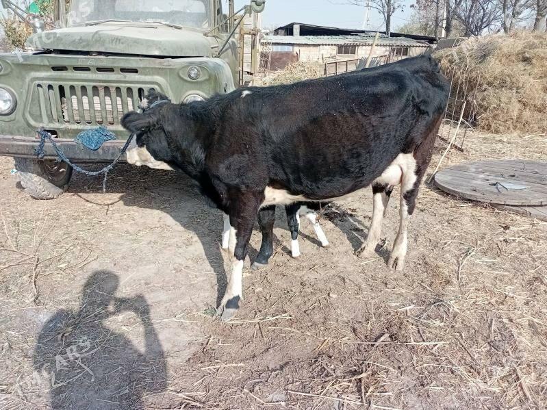 Sygyr Goleli Gurtlyda yerlimal - Гуртли - img 3