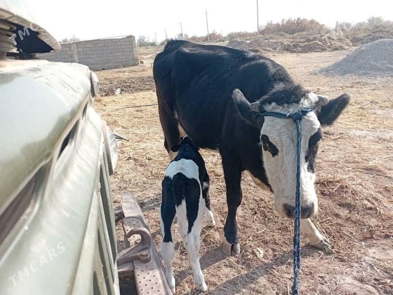 Sygyr Goleli Gurtlyda yerlimal - Гуртли - img 4