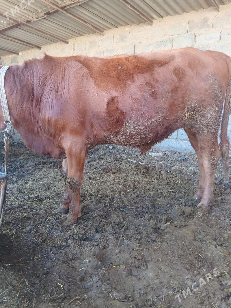 okuz - Сакарчага - img 2